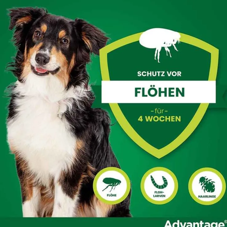 Advantage 250 für Hunde von 10-25 kg, 4 St