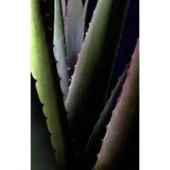 Aloe Vera Creme medium, 30 ml