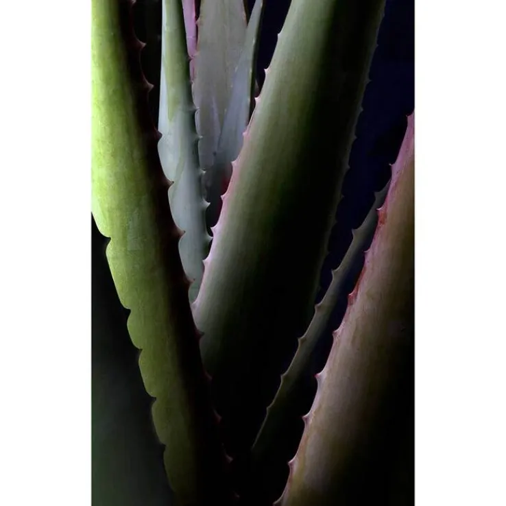 Aloe Vera Creme rich ohne Duft, 30 ml