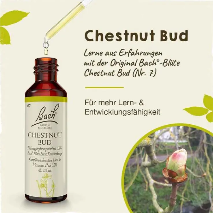Bachblüten Nr. 7 Chestnut Bud Tropfen, 20 ml