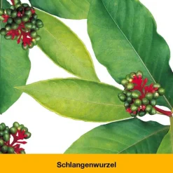 dystoLoges Tropfen, 50 ml