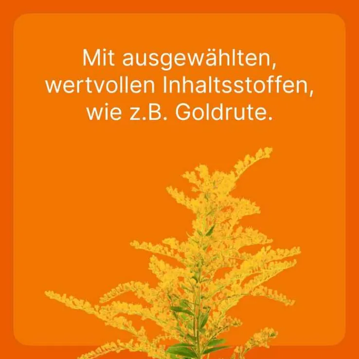 Solidago compositum ad us. vet. Ampullen, 10 St